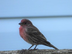 Haemorhous mexicanus