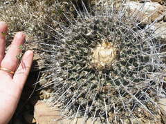 Thelocactus rinconensis rinconensis