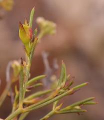 Centella thesioides