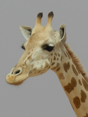 Giraffa camelopardalis peralta