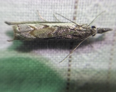 Platytes alpinella