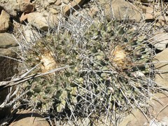 Thelocactus rinconensis rinconensis