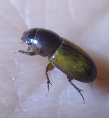 Melinopterus prodromus