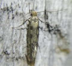 Cephimallota tunesiella