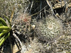 Mammillaria melanocentra melanocentra