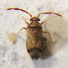 Ceratocapsini