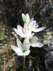 Ixia polystachya