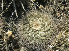 Mammillaria melanocentra melanocentra
