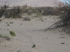 Artemisiospiza nevadensis