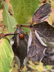 Harmonia axyridis