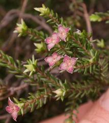 Lachnaea pudens