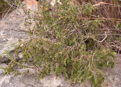 Lachnaea pudens