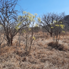 Steganotaenia araliacea