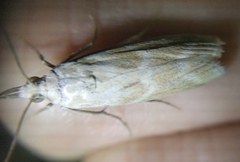 Bradyrrhoa gilveolella