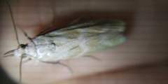 Bradyrrhoa gilveolella