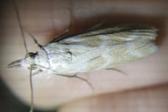 Bradyrrhoa gilveolella