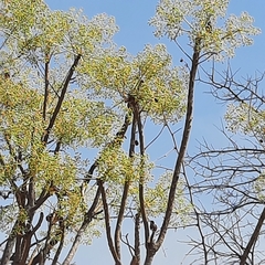 Steganotaenia araliacea