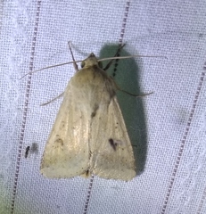 Helicoverpa armigera