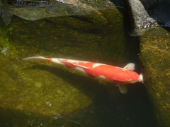 Cyprinus rubrofuscus