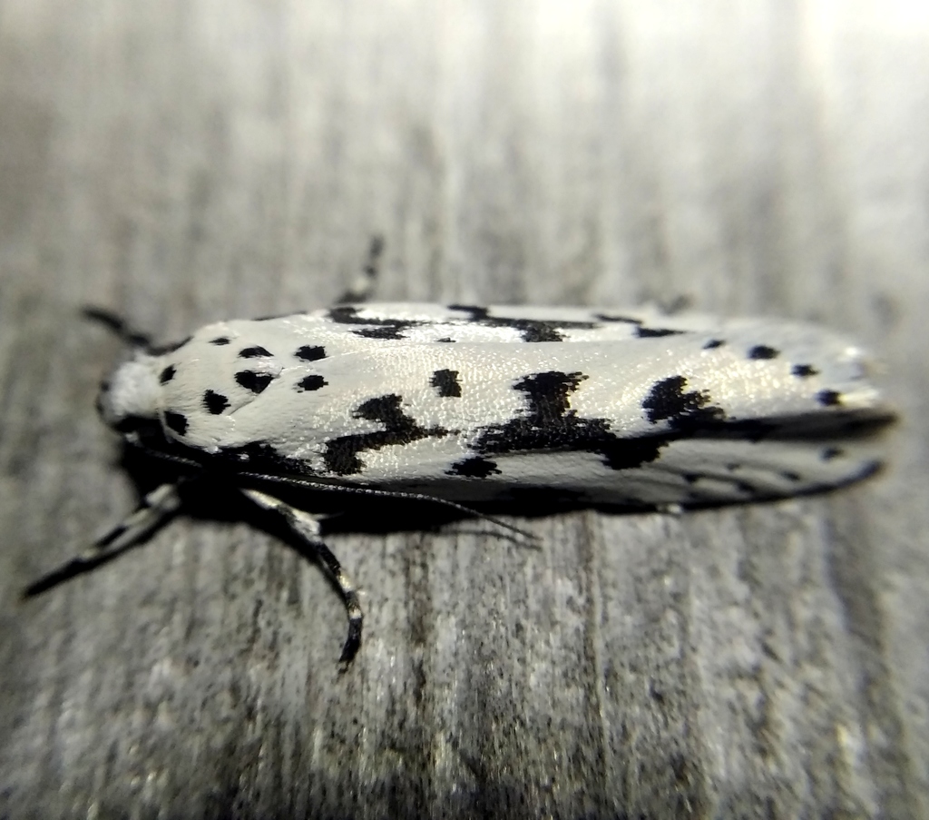 Ethmia fumidella
