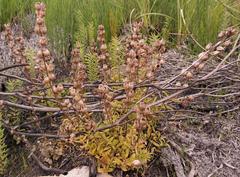 Melasma scabrum scabrum