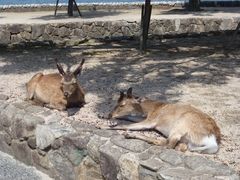Cervus nippon