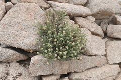 Artemisia albicans