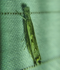Platytes alpinella