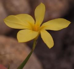 Moraea pyrophila