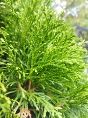 Thuja occidentalis