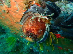 Achaeopsis spinulosa