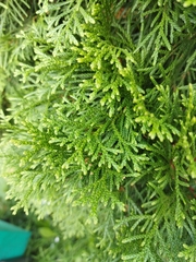 Thuja occidentalis