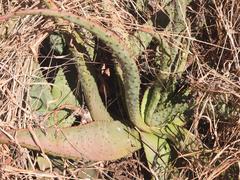 Aloe marlothii