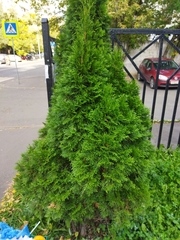Thuja occidentalis