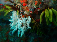 Achaeopsis spinulosa