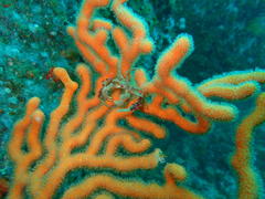 Achaeopsis spinulosa