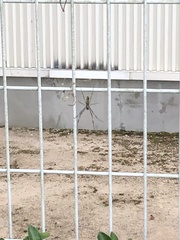 Trichonephila clavata