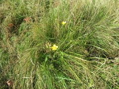 Ranunculus propinquus