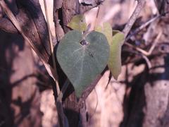 Cocculus hirsutus