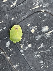 Chinavia pensylvanica