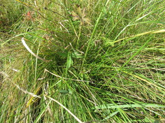 Ranunculus propinquus