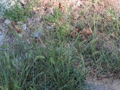 Setaria viridis viridis