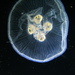 Flag-mouth Jellies - Photo (c) Michael Gil, some rights reserved (CC BY)