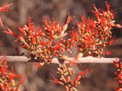 Combretum microphyllum