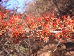 Combretum microphyllum
