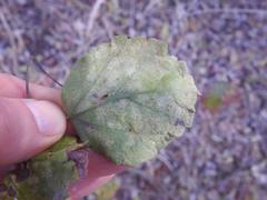Cordia monoica