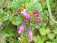 Lamium amplexicaule