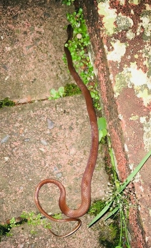 Photo of a Jamaican Red Groundsnake (Hypsirhynchus callilaemus)