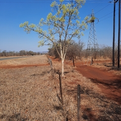 Steganotaenia araliacea