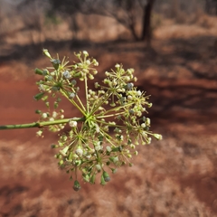 Steganotaenia araliacea
